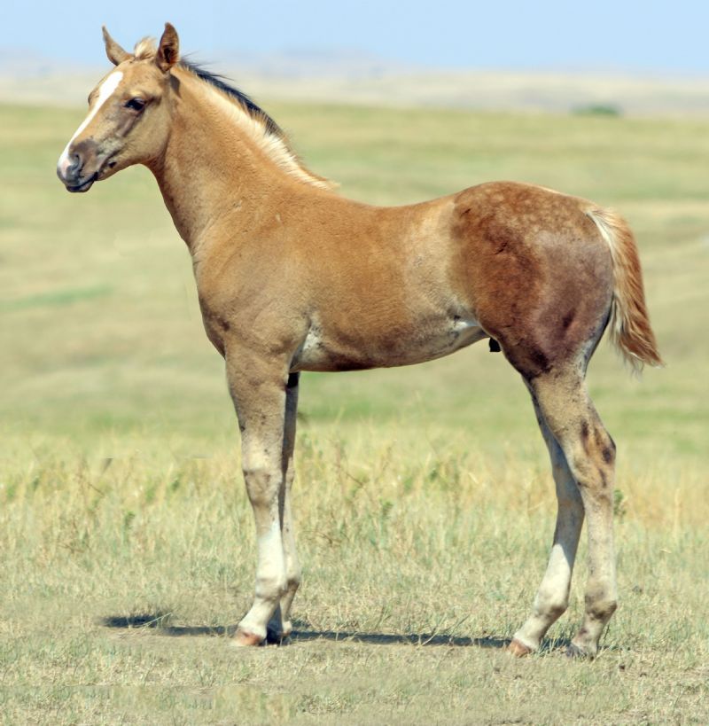 050 - Ms French starlight colt